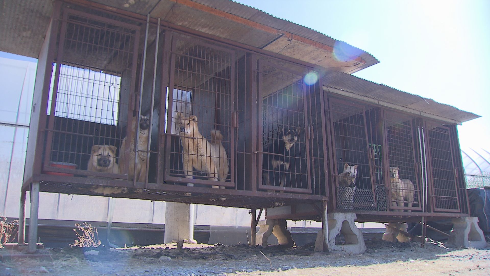 지난 2월 충북 청주의 한 불법 도축 농장에 갇혀 있던 개들