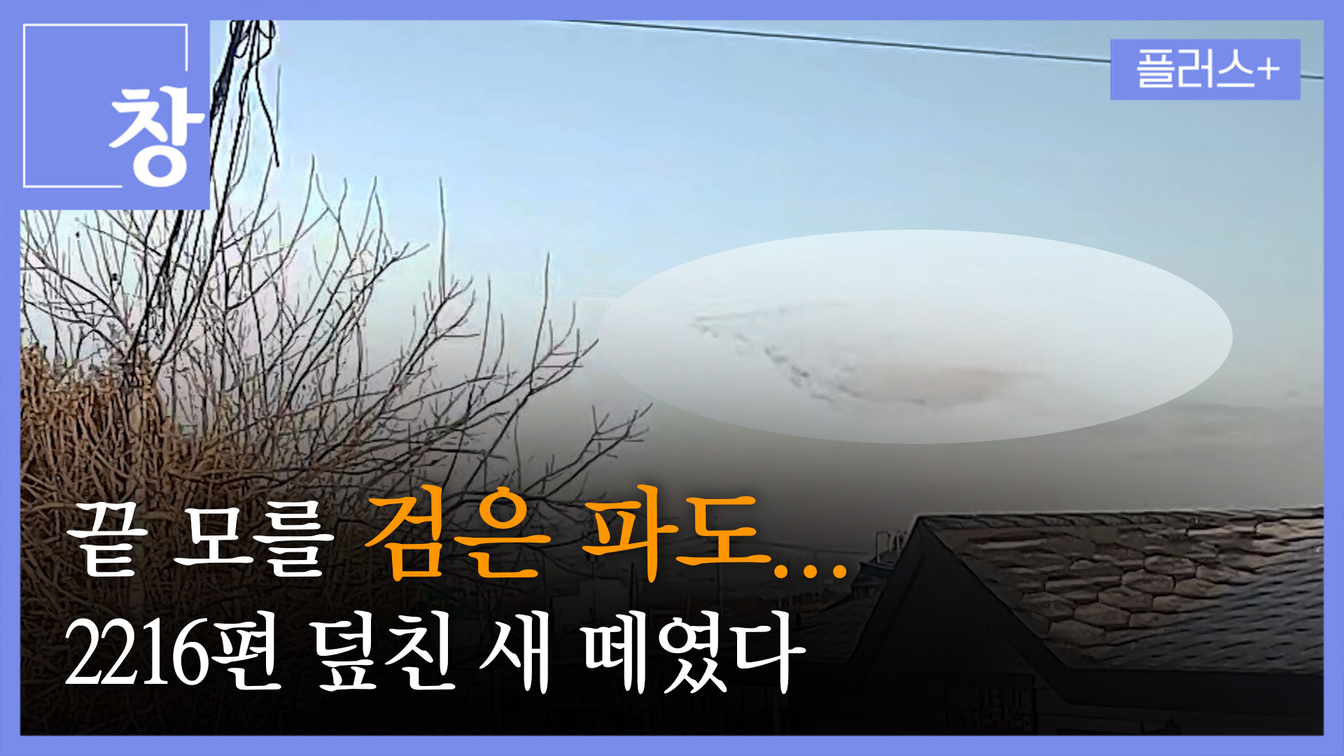 제주항공 2216편 덮친 새 떼…이 정도였다